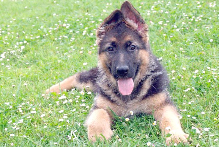 pastor aleman cachorro de 3 meses