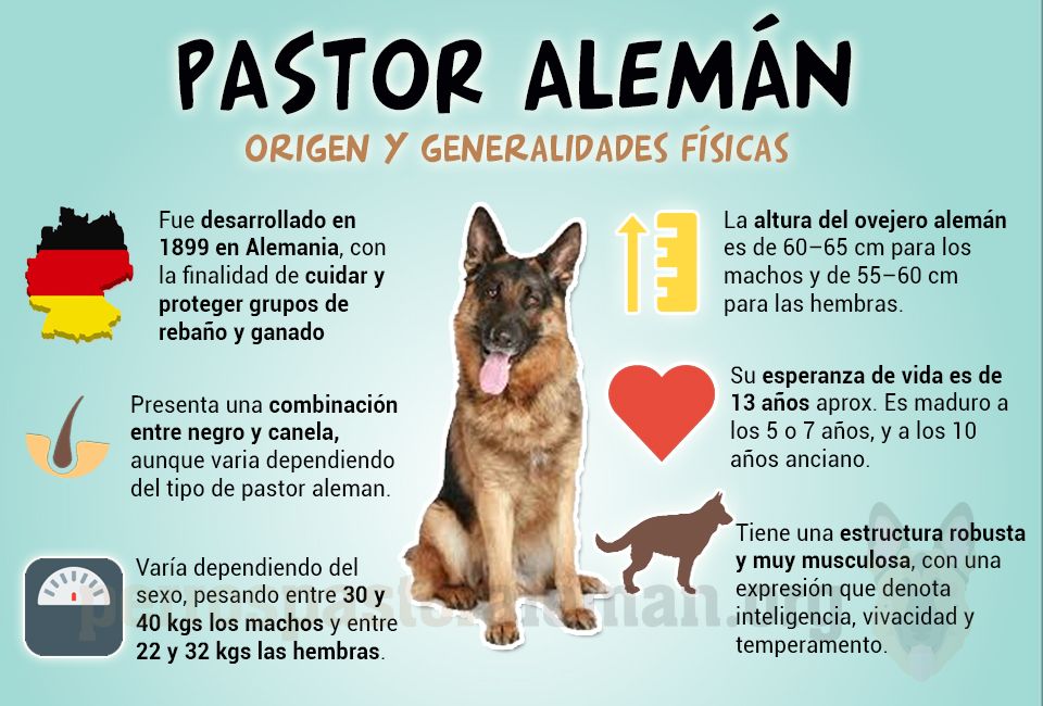 infografia pastor aleman